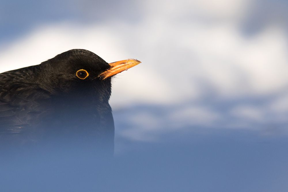 В зимних тонах