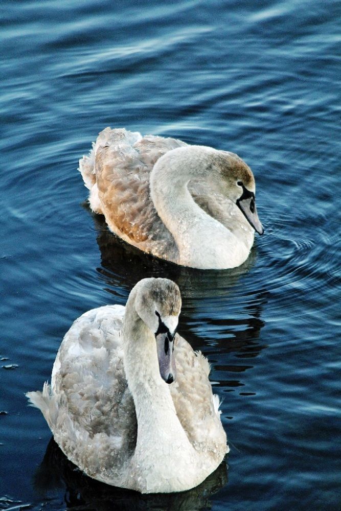 Лебединая пара.