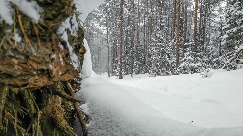 Взгляд из берлоги