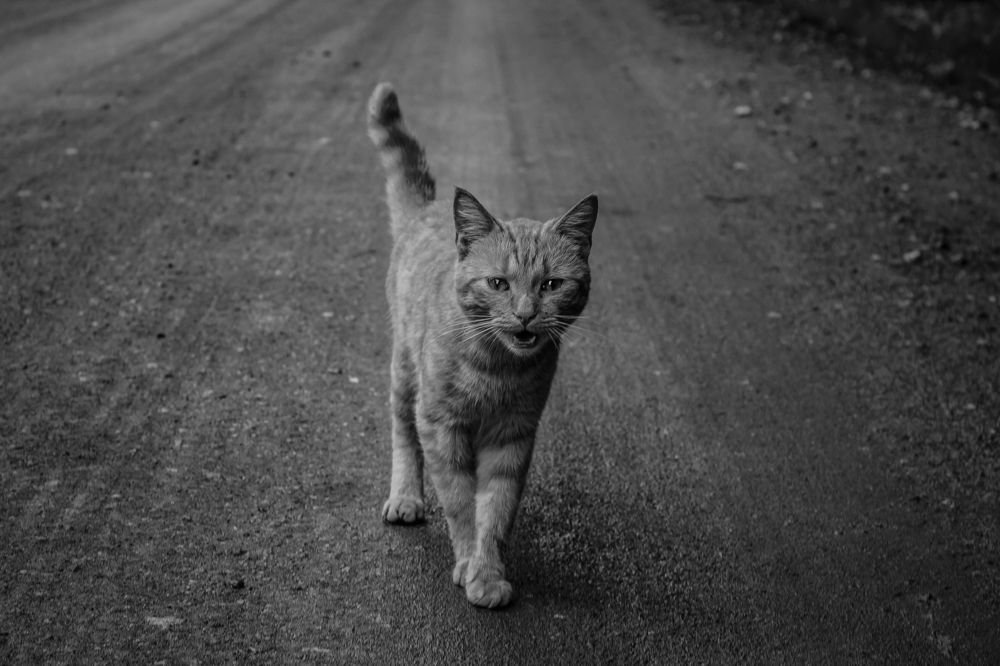 Hostage to this world