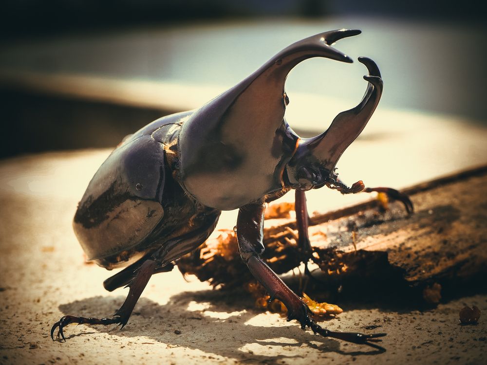 Xylotrupes Gideon, Коричневый жук-носорог, Brown rhinoceros beetle