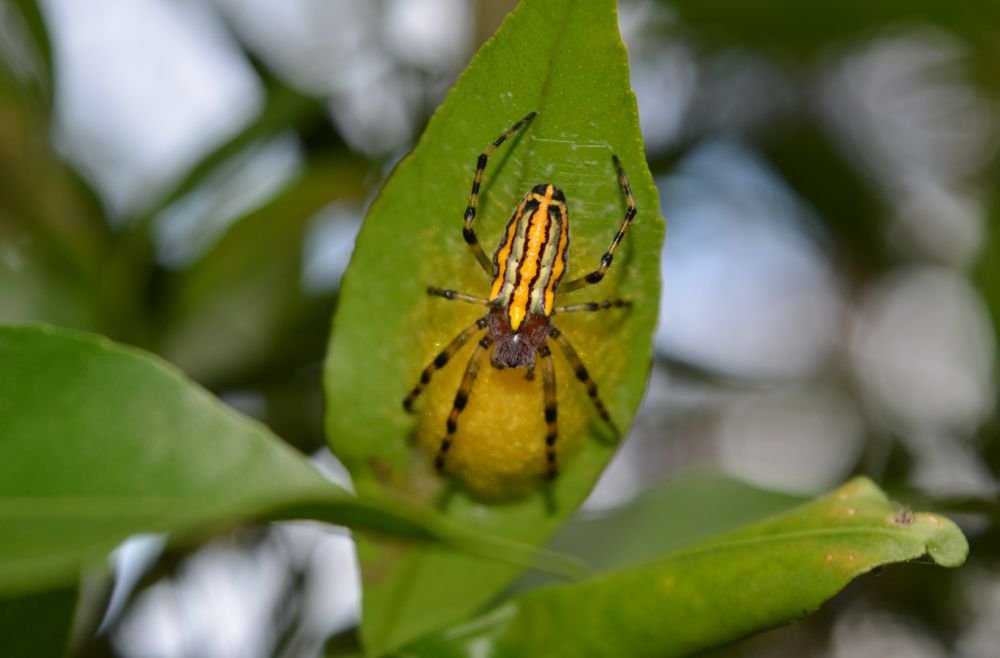 Spider and eggs