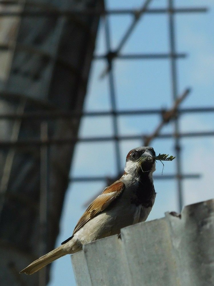 Bird in search of food