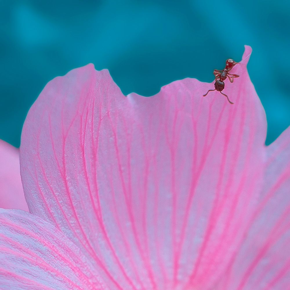 Любопытный муравьишка