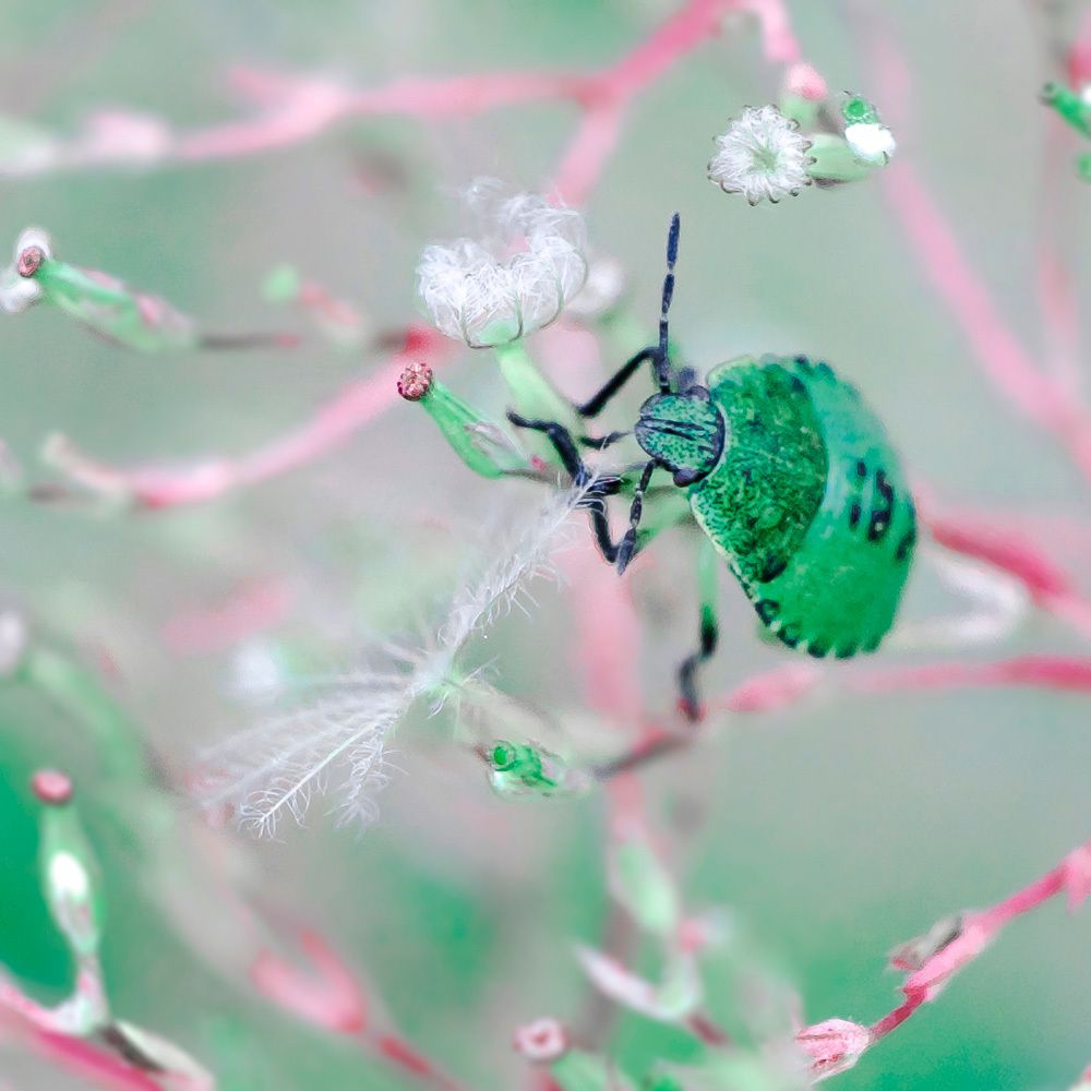 Жук работяга