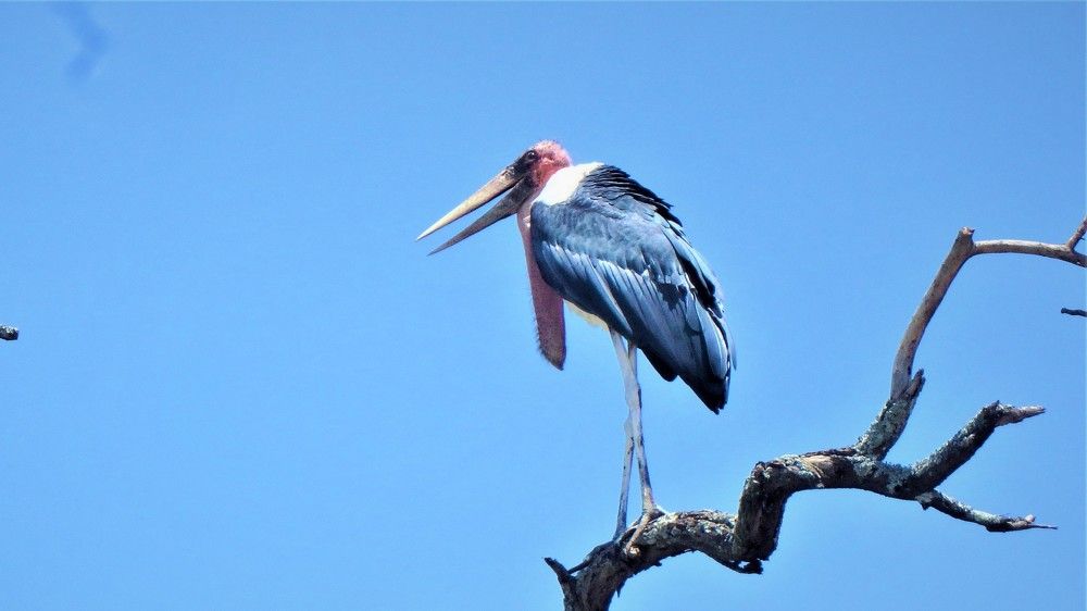Marabu stock