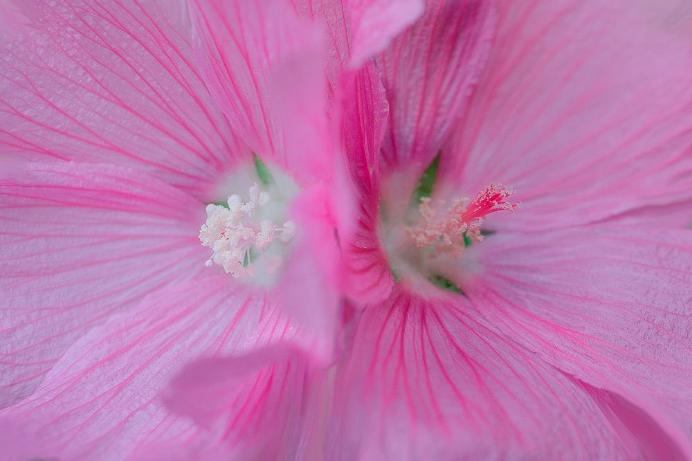 Нежная мальва