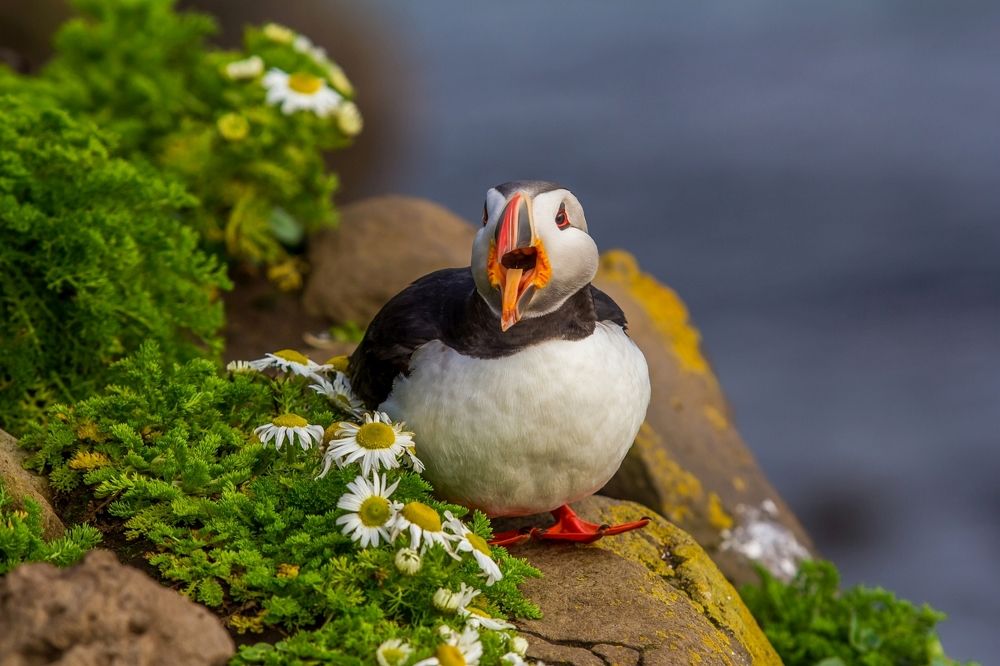Атлантический тупик