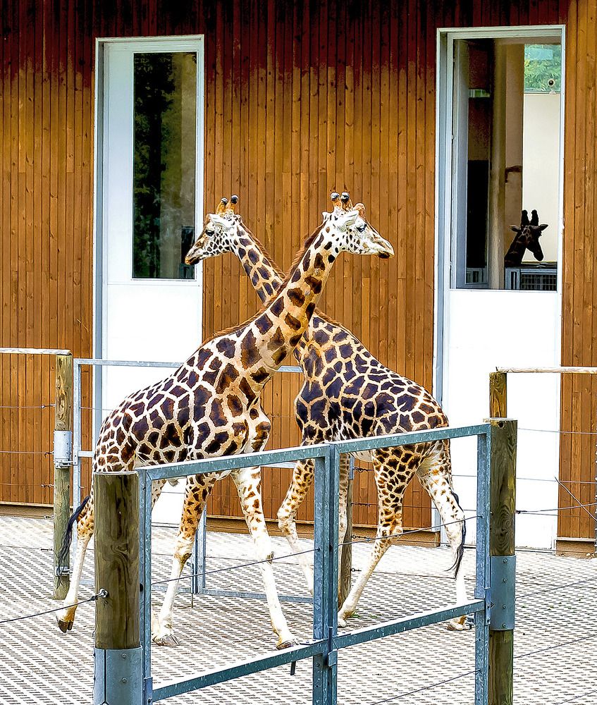 And giraffes can be symmetrical