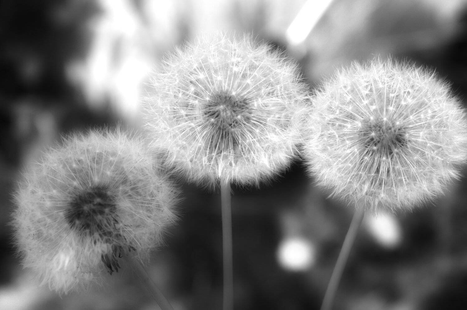 Dandelions