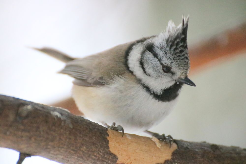 Грустная красотка