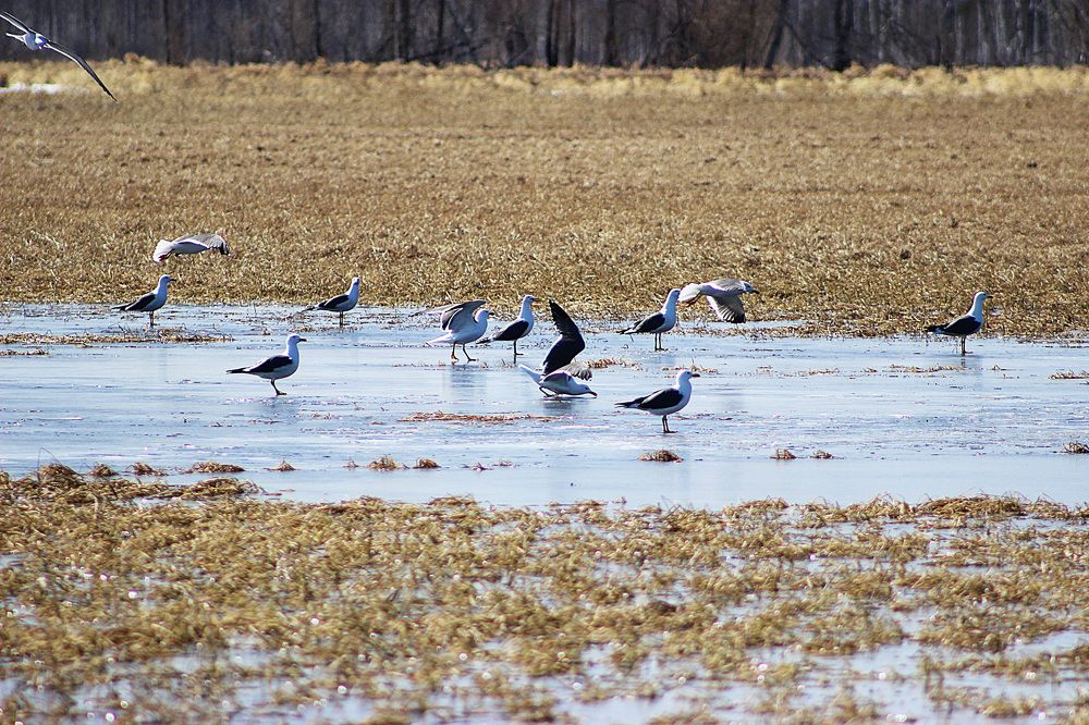 Чайки на льду