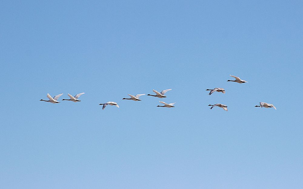 Лебеди в полёте