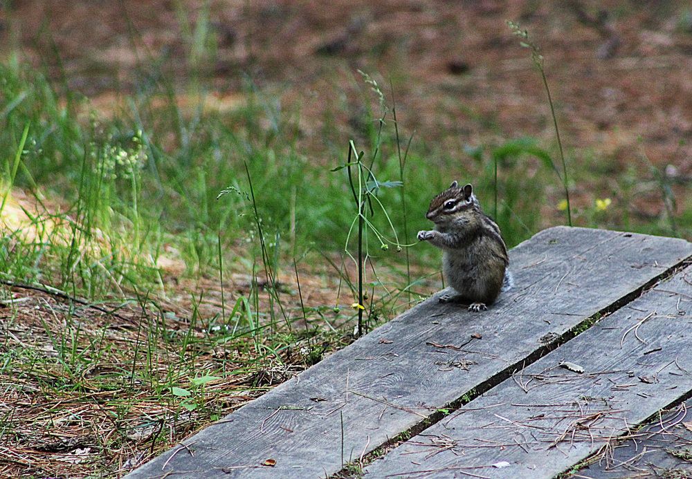 Бурундук и цветок
