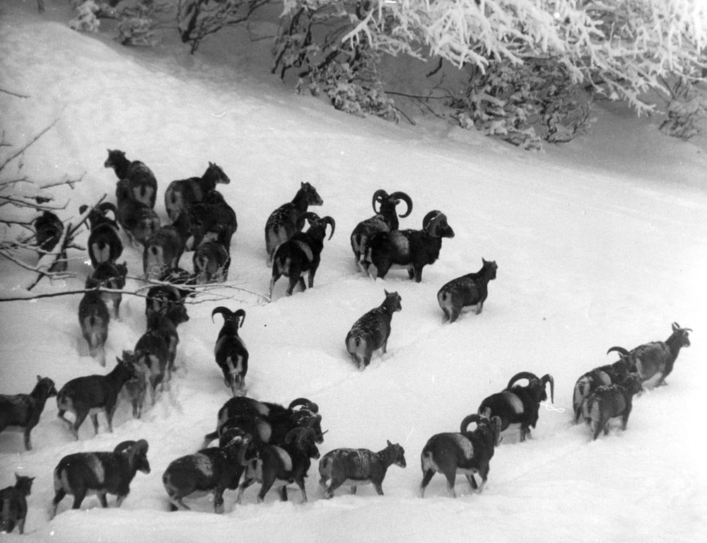 Стадо муфлонов