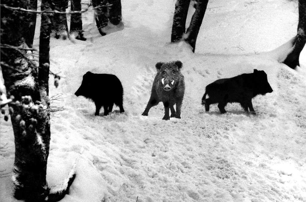 Вожак с молодняком