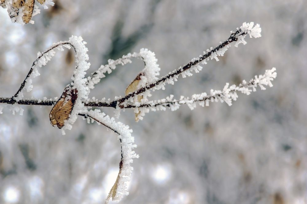 Облепившиие палочки..