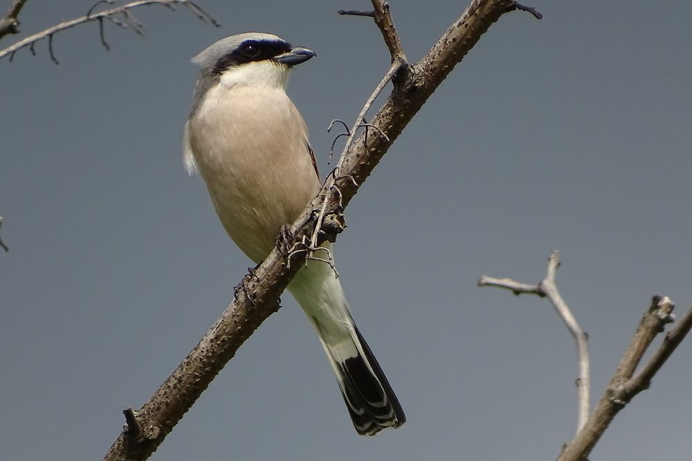 Впередсмотрящий