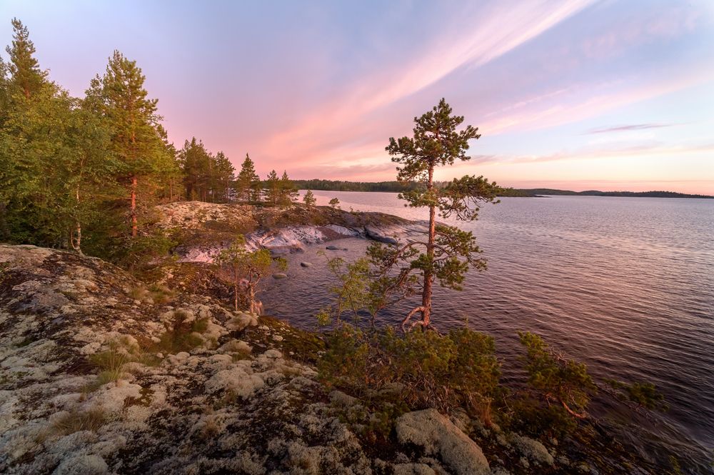 \"Про сосны на рассвете\"