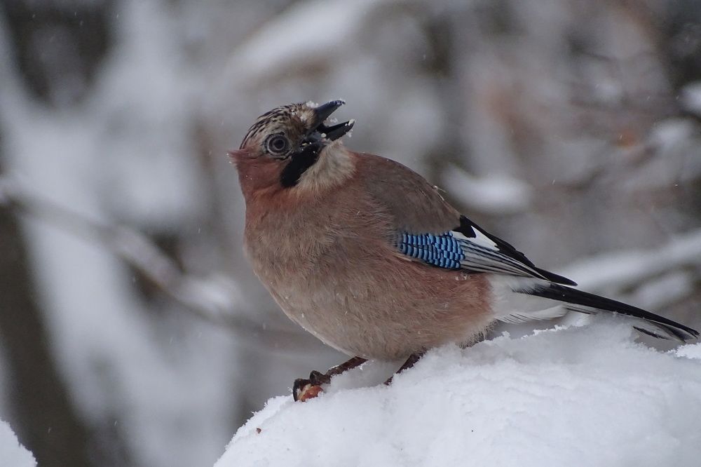 Любопытная сойка