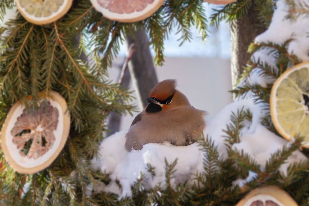 Зимний Гость