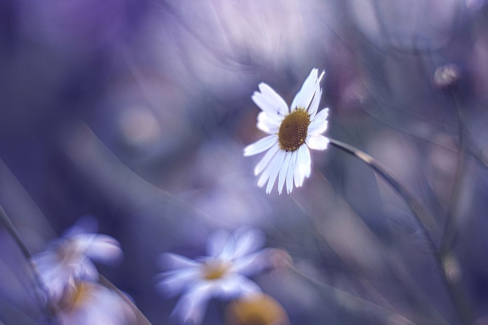 Цветочное впечатление одним вечером.