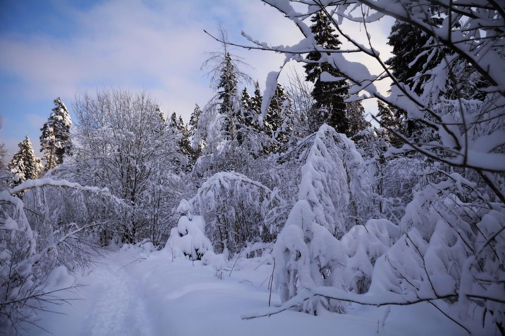 Russian winter forest