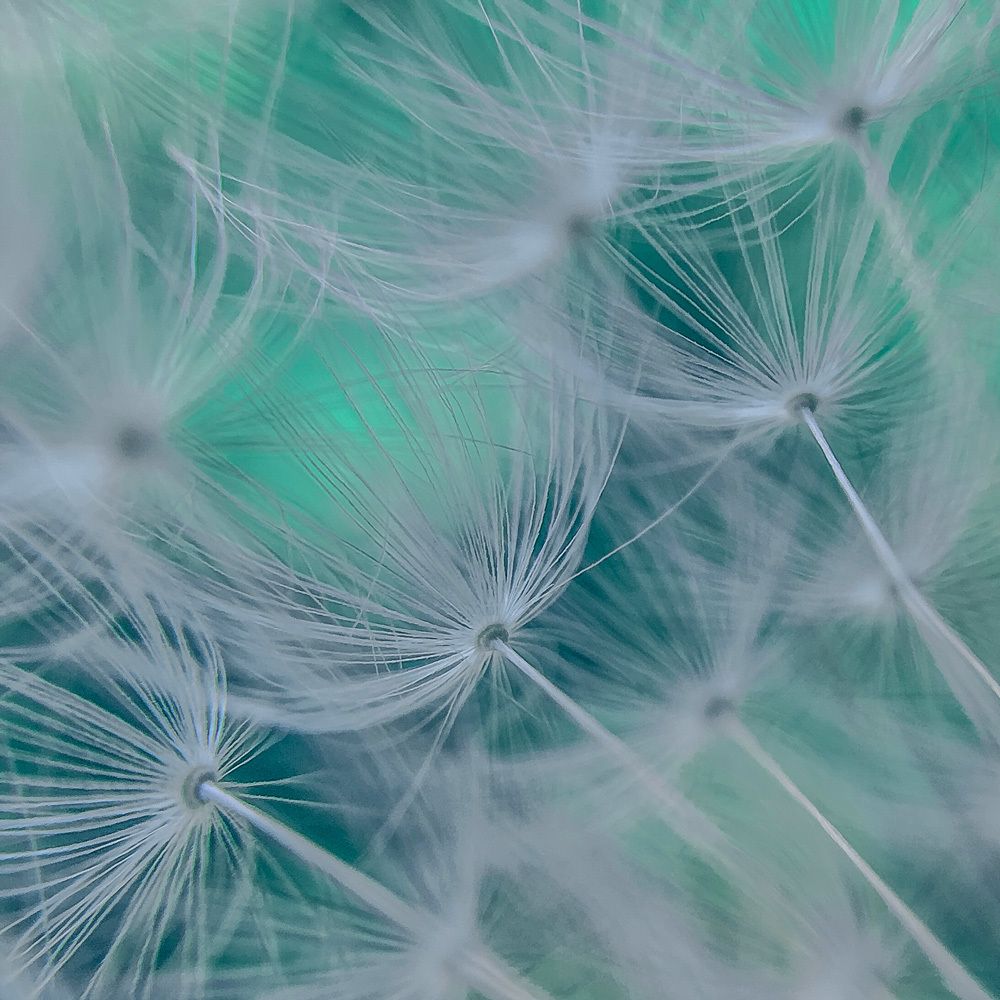 Сияние одуванчика