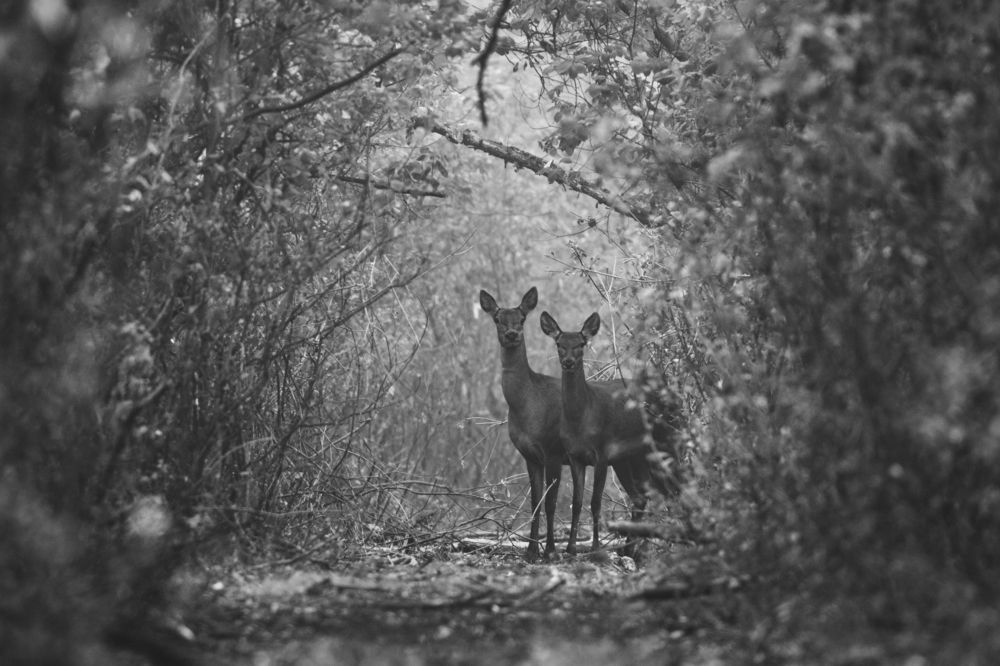 Лесной коридор