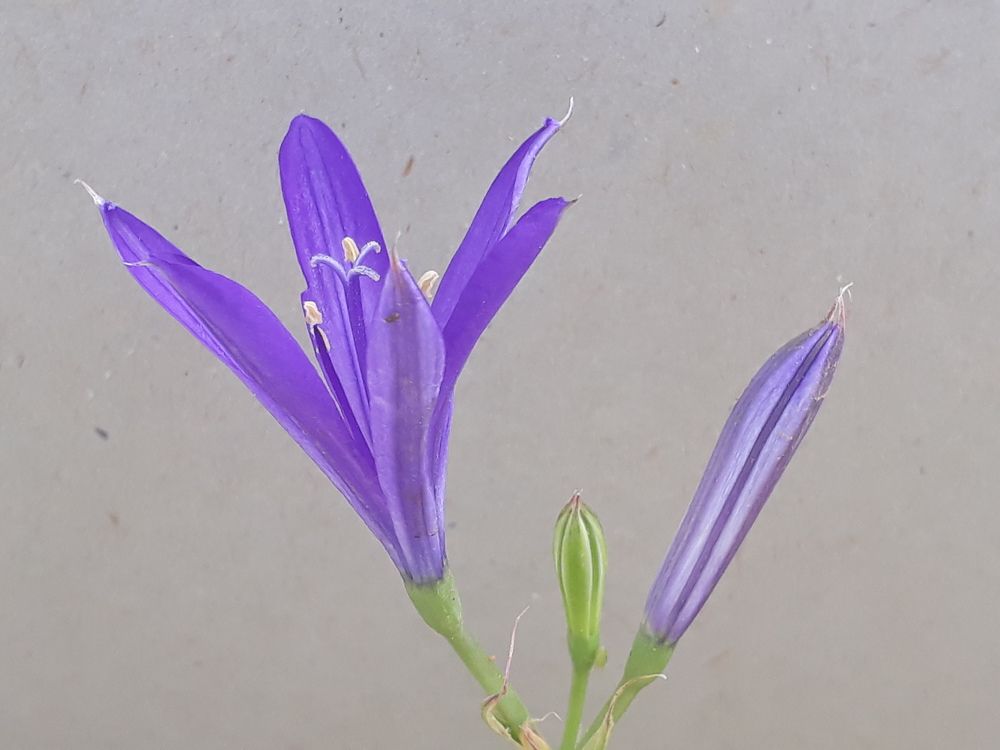 Closeup photography with mobile