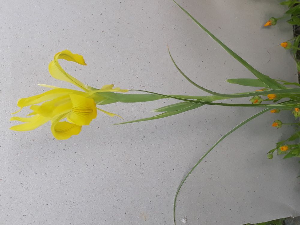 Closeup work by mobile