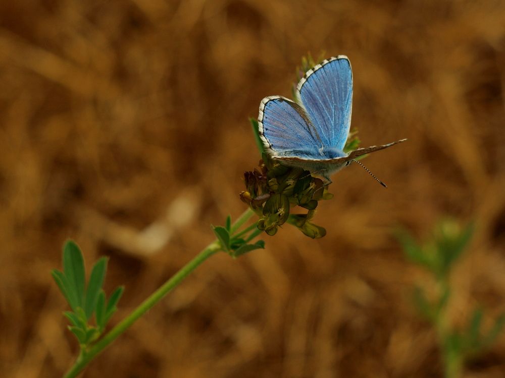 На майском стебельке