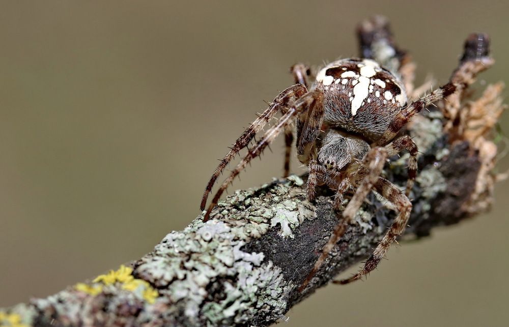 Photograph by Игорь Осипов