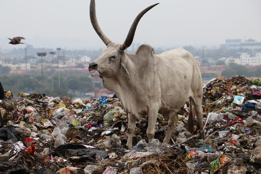 plastic feed for the cattle