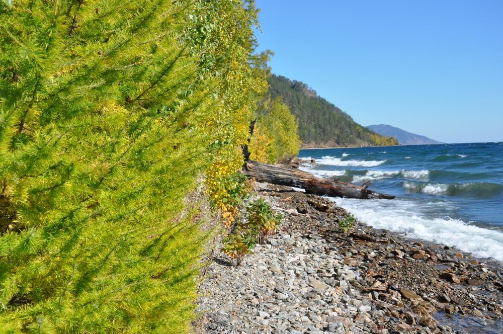 Лиственницы Байкала