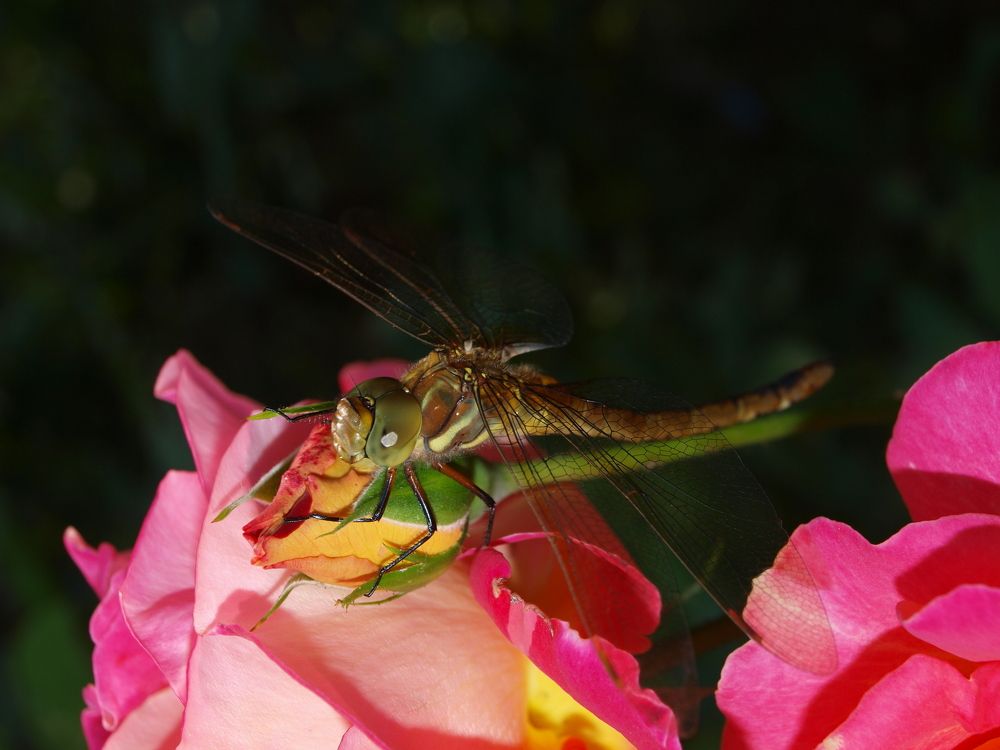 \"Летающий дракон\" на отдыхе...