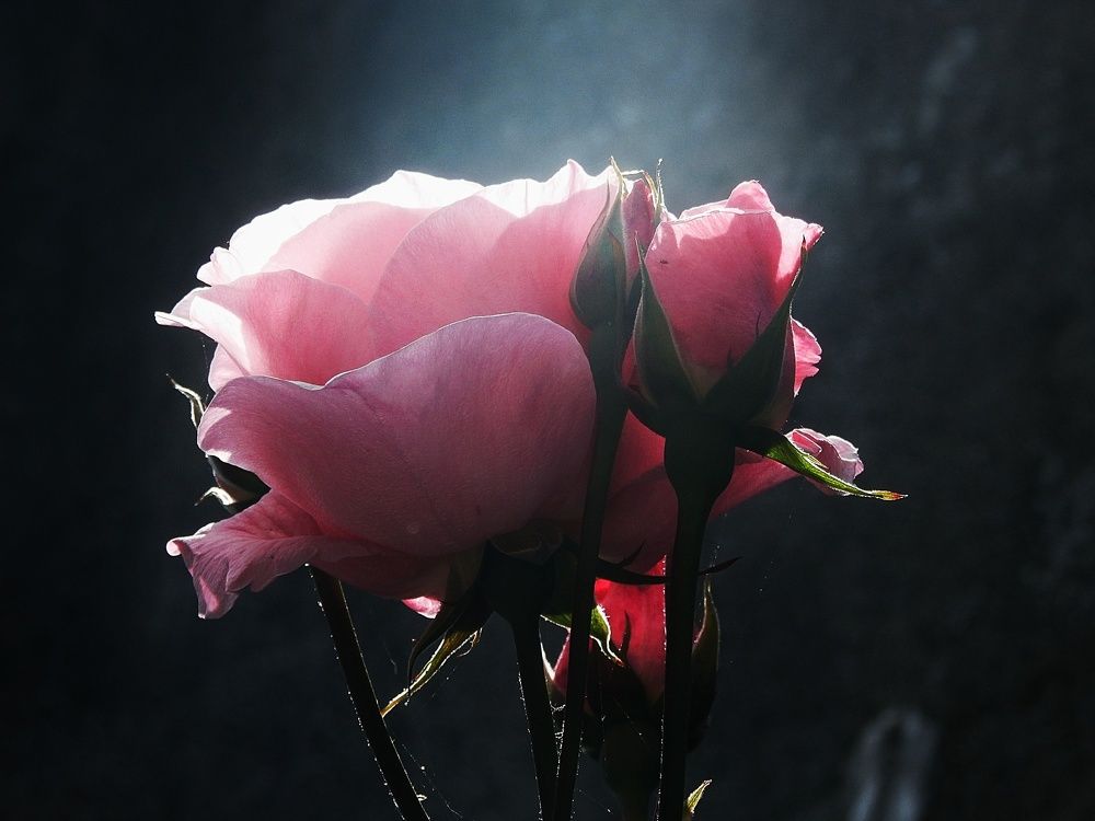 Rose illuminated by sunlight