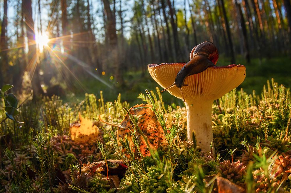 из жизни улиток и сыроежек