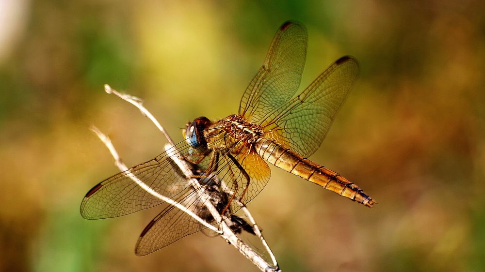 На отдыхе...