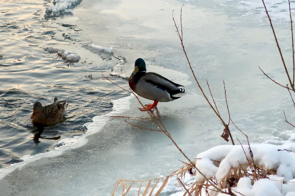 на зимней реке