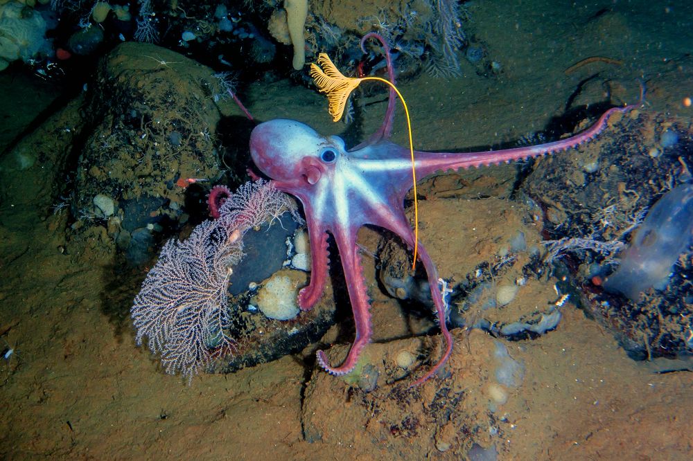 Осьминог в подводном саду