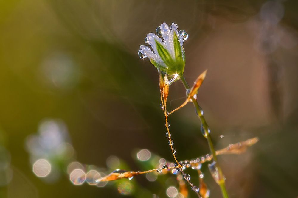 хрусталики