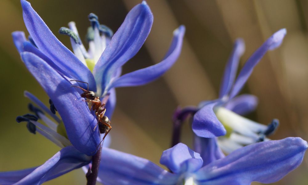 Первые цветы, после зимы
