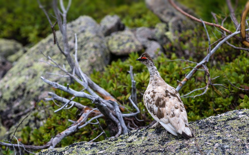 Тундряная куропатка