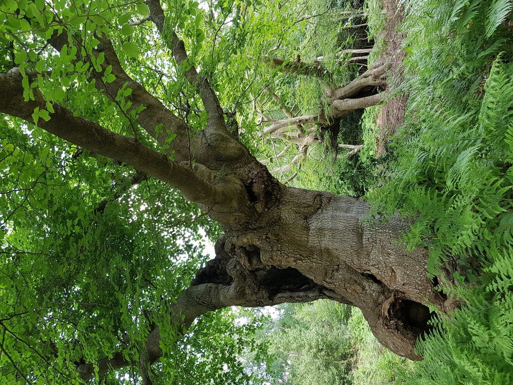 Druid tree