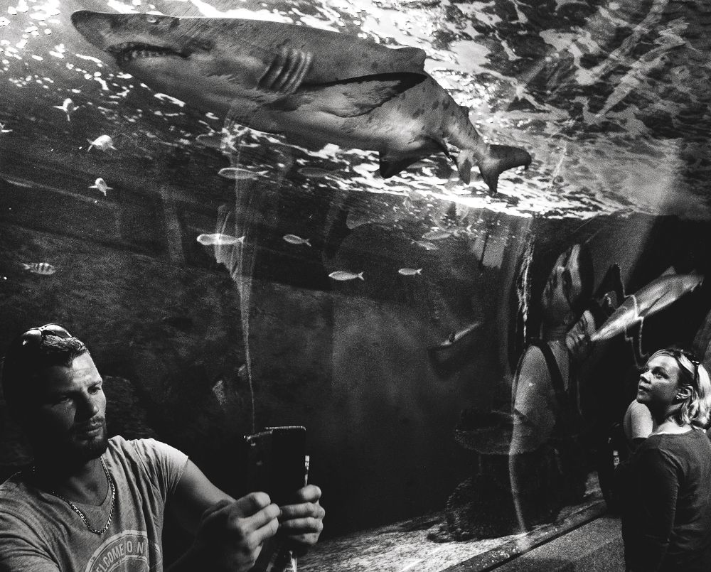 A Surreal Shark Walks Into A Room