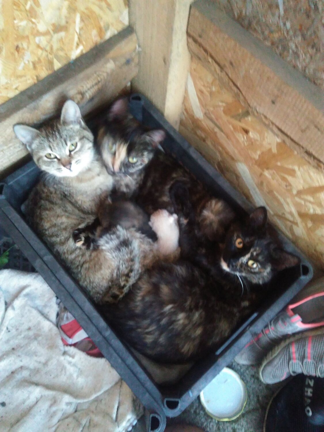 Семья кошек.