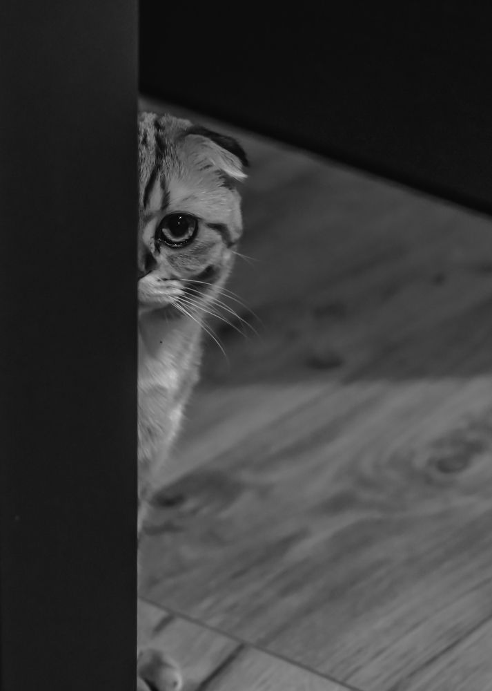 Photograph by Igor Tourovski