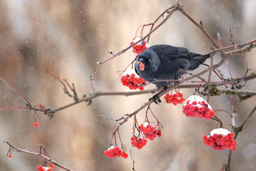 Photograph by Чернобай Анна