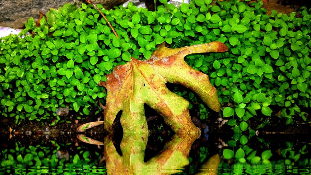 The penetration of Summer to Autumn